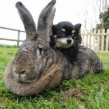 Riesen zečevi: šta je izvanredno kod ove rase